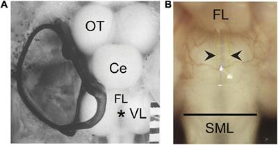 Survival and Axonal Outgrowth of the Mauthner Cell Following Spinal Cord Crush Does Not Drive Post-injury Startle Responses